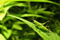 Conocephalus