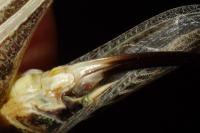 Platycleis affinis