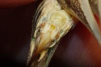 Platycleis affinis