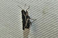 Tetrix undulata