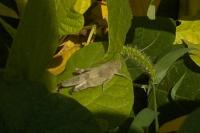 Oedipoda caerulescens