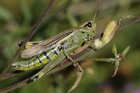 Stethophyma grossum