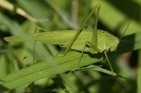 Phaneroptera nana