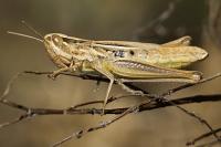Euchorthippus declivus