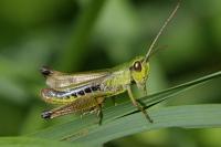 Pseudochorthippus parallelus