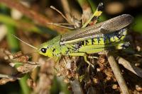 Stethophyma grossum