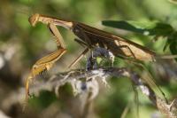 Mantis religiosa