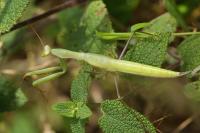 Mantis religiosa