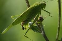 Phaneroptera nana