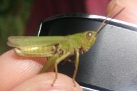 Chorthippus dorsatus