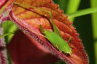 Phaneroptera nana