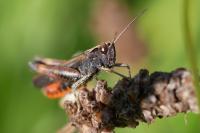Omocestus rufipes