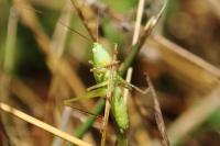 Ruspolia nitidula