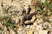 Oedipoda caerulescens