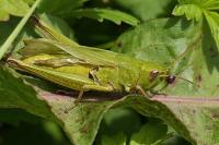 Chorthippus dorsatus