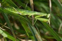 Mantis religiosa
