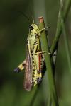 Stethophyma grossum