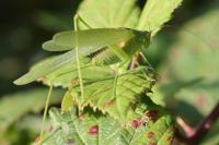 Phaneroptera nana