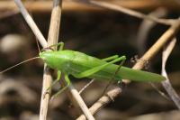 Ruspolia nitidula