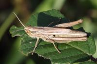 Euchorthippus declivus