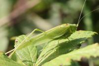 Phaneroptera nana