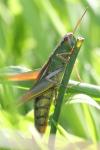 Pseudochorthippus parallelus