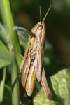 Euchorthippus declivus