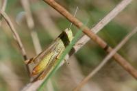 Euchorthippus declivus