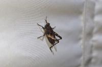 Tetrix undulata