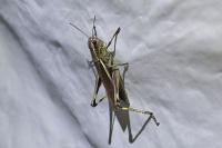Stethophyma grossum
