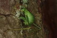 Leptophyes punctatissima