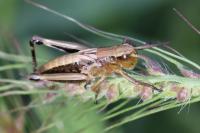 Pseudochorthippus parallelus
