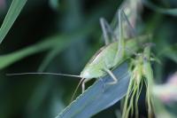 Ruspolia nitidula