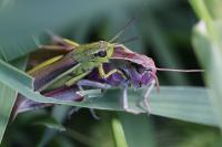 Stethophyma grossum