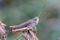 Chorthippus