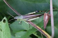 Stethophyma grossum