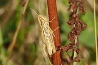 Euchorthippus declivus