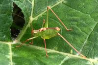 Leptophyes punctatissima