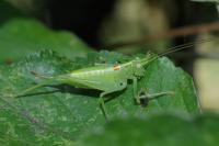 Meconema meridionale