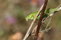 Phaneroptera falcata
