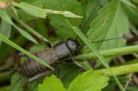Gryllus campestris