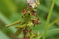 Chorthippus dorsatus