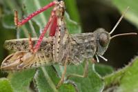 Calliptamus barbarus