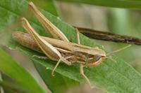 Euchorthippus declivus