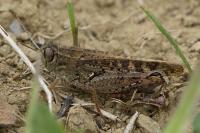 Calliptamus barbarus