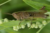 Chorthippus dorsatus