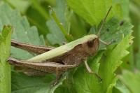 Chorthippus dorsatus