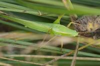 Ruspolia nitidula