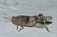 Oedipoda caerulescens