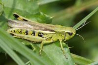 Stethophyma grossum